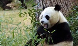 林嘟嘟大熊猫的最新爆料,最新动态与幕后故事大公开