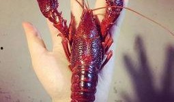 厦门龙虾爆料视频大全最新,最新爆料视频大盘点，美味瞬间尽收眼底